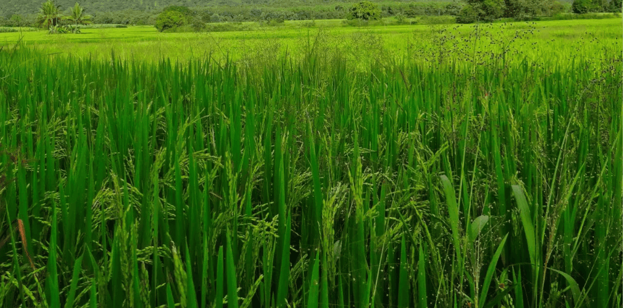 Basmati