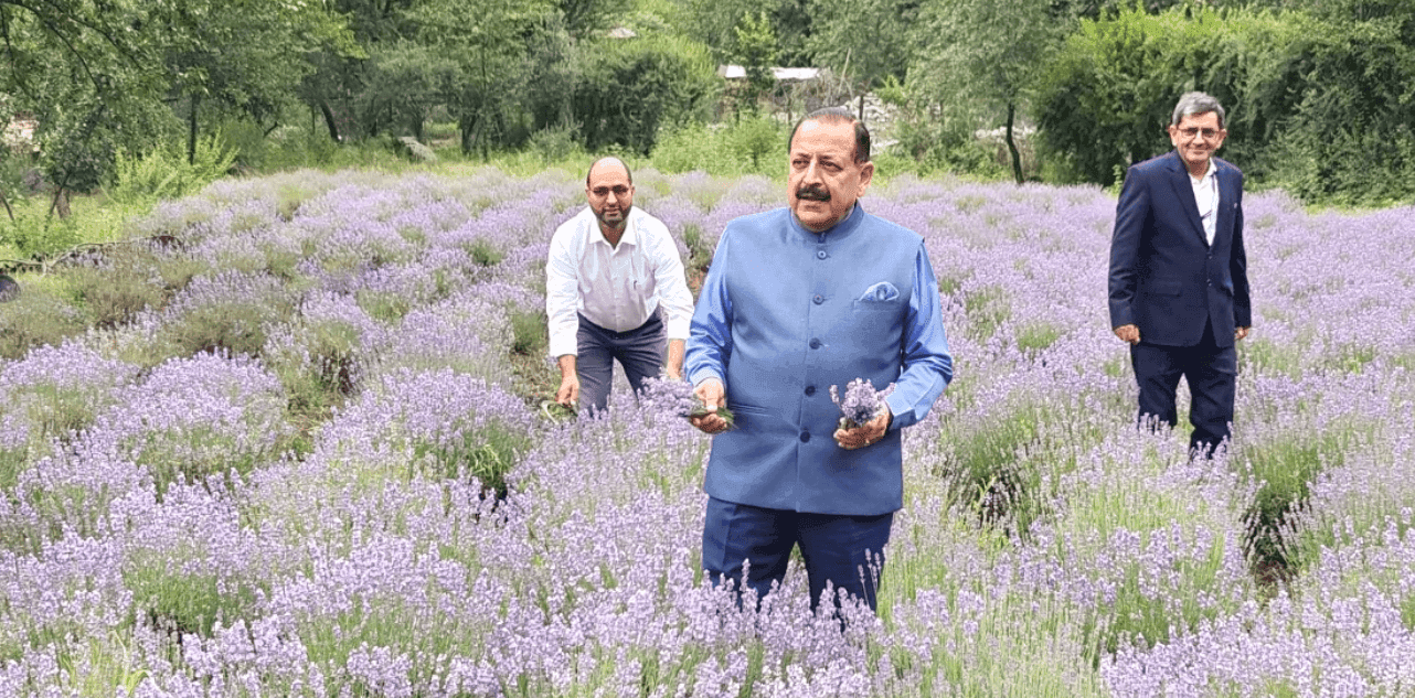 Lavender Festival