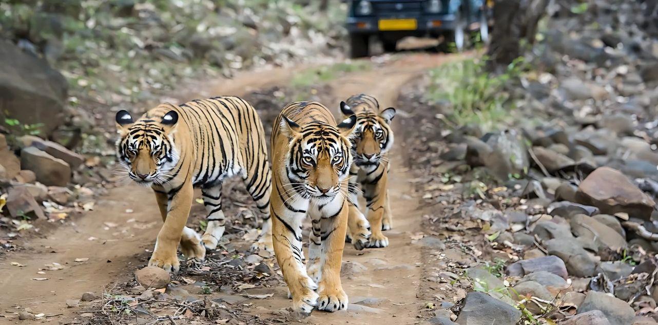 Tiger Reserves in India for Tiger Sighting