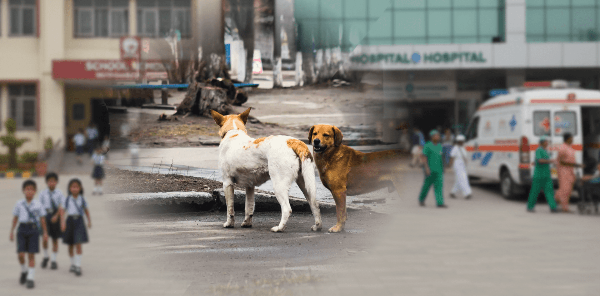 Supreme Court stray dog removal order 2025