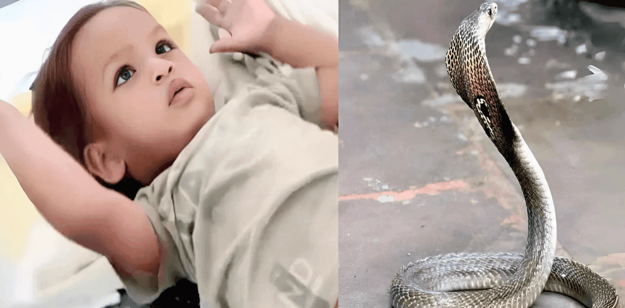 Toddler bites Cobra