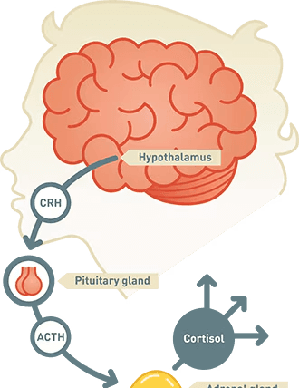 What is Cortisol Hormone? Decoding Connection with Menopause and its Management