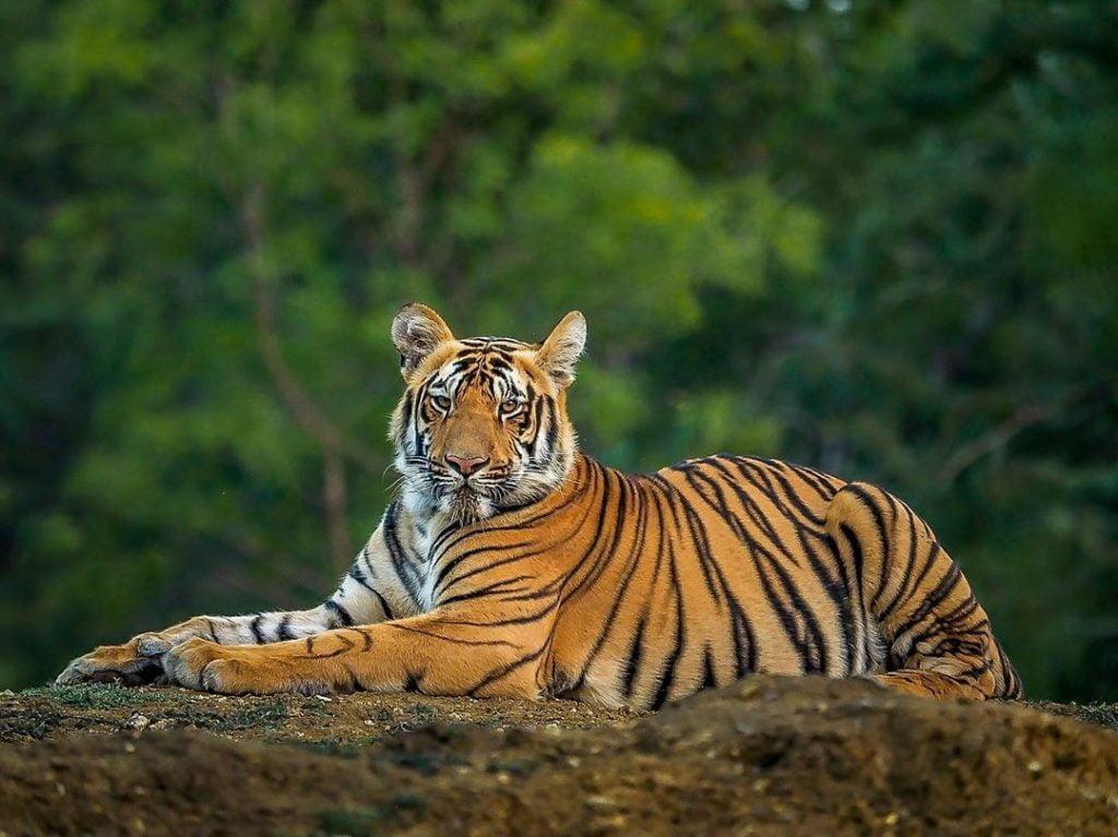 Tiger safaris Monsoon
