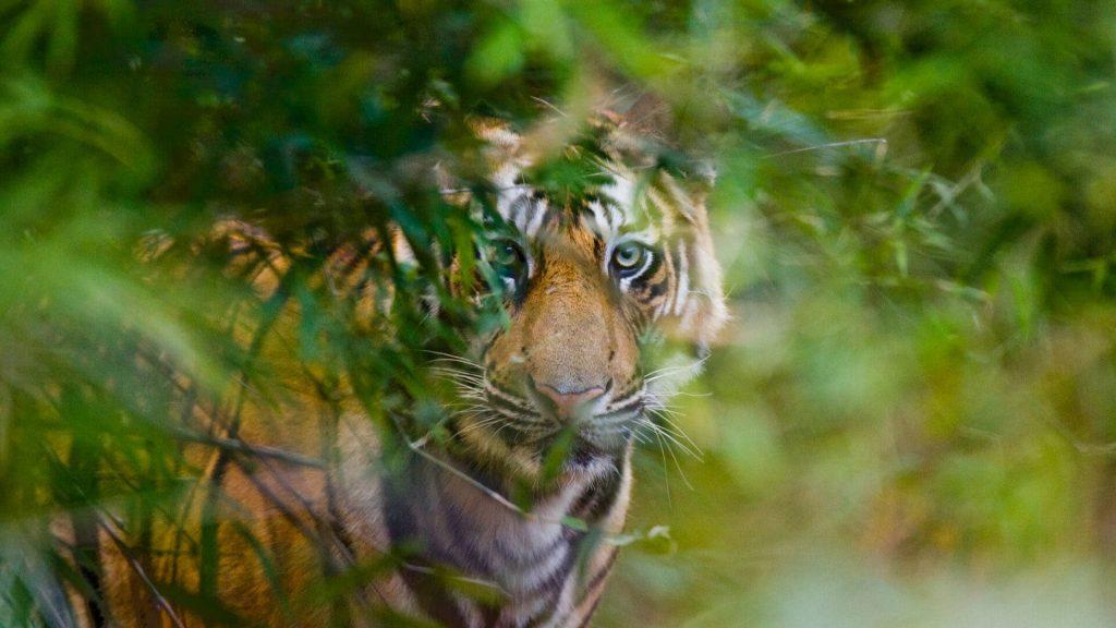 Tiger Safaris Monsoon