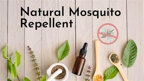5 Best Natural Mosquito Repellents