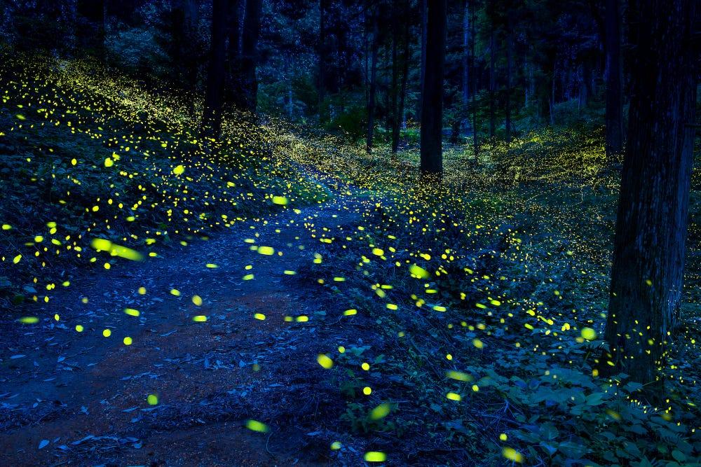 India’s Glowing Forest Best Time to Visit & Tips for Exploring the Forest