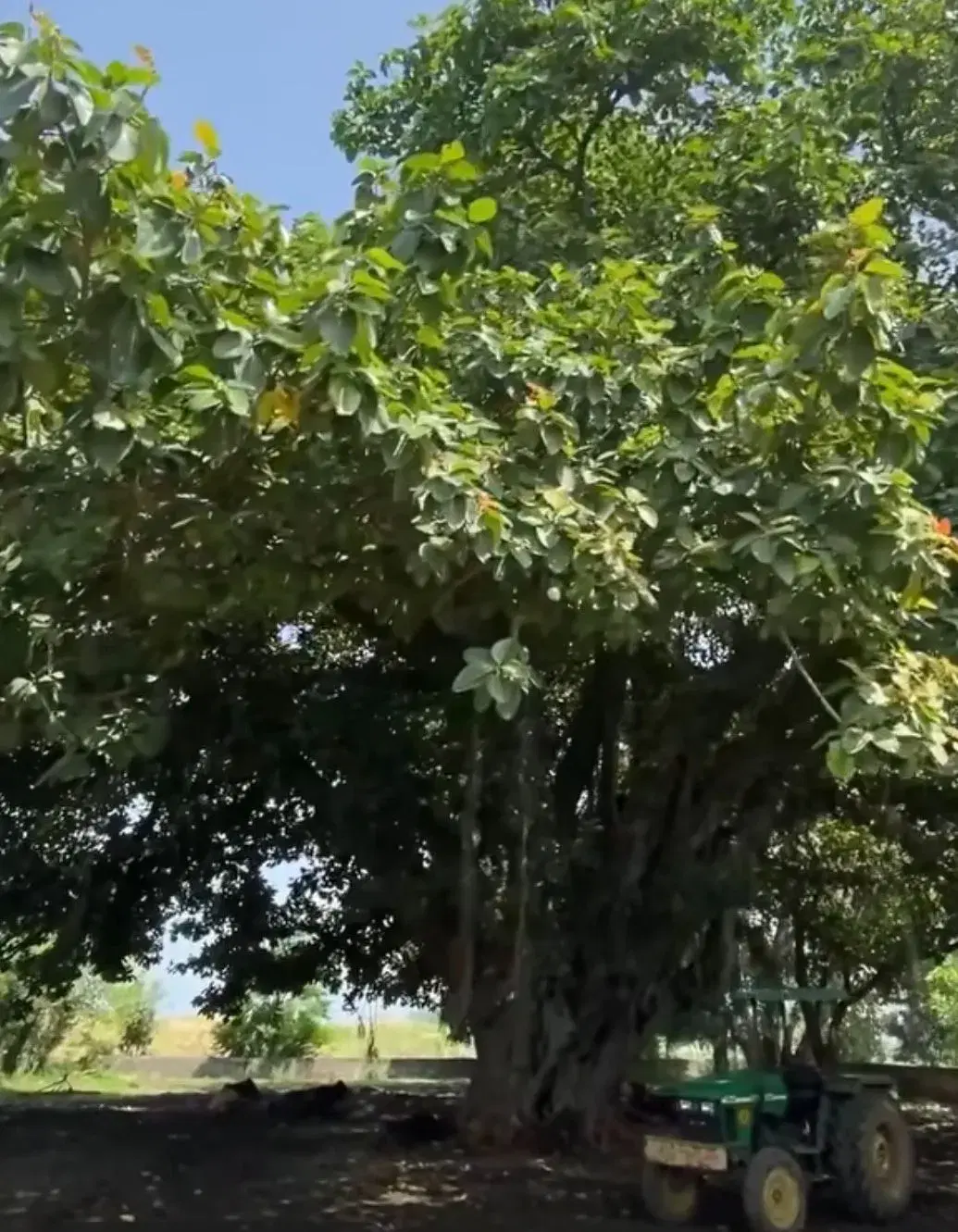 Punjab Farmer Vows to Save 250-Year-Old Banyan Tree