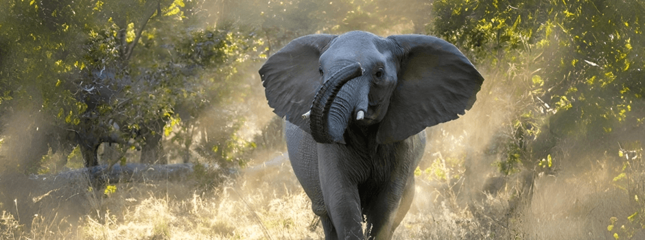 Zimbabwe and Namibia Fed Countries with ‘Cull’