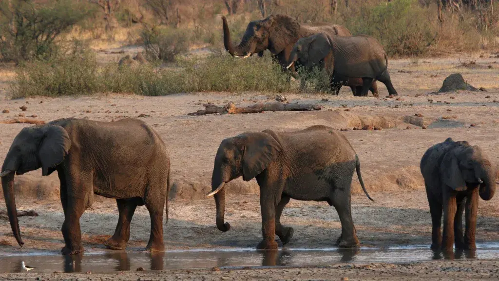 Elephants gathered around a watering hole in Hwange National Park.