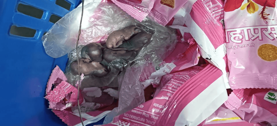 Controversy Over Mice on Prasad: Temple Trust Responds