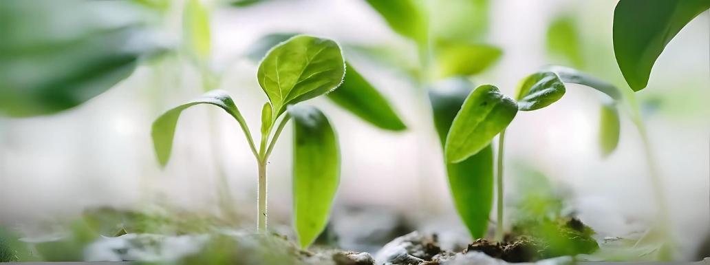 Scientists Resurrected the Mystery Tree with Medicinal Properties from 1,000-year-old seed