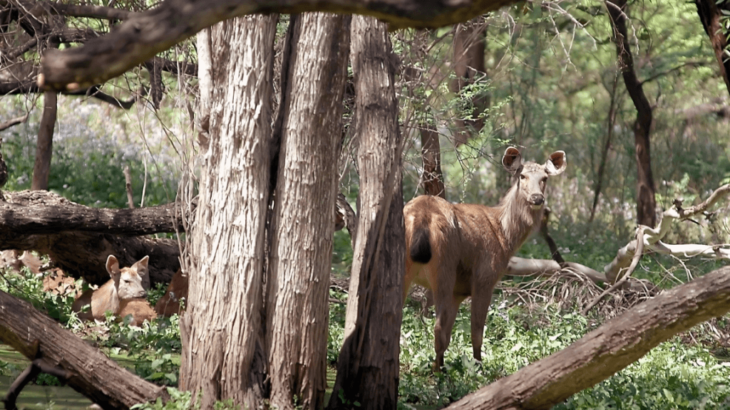 Sukhna Wildlife Sanctuary