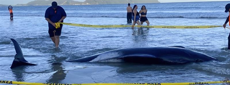 New Zealanders Help Save About 30 Pilot Whales