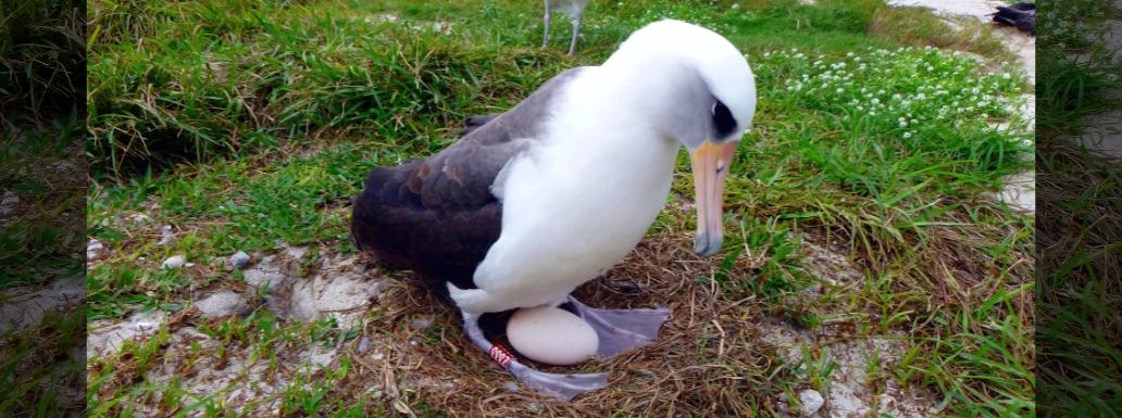 Wisdom, the World’s Oldest Known Wild Bird, Lays Another Egg at 74