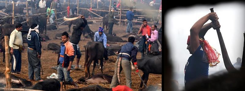 Nepal Urged to stop Animal Slaughter during 5-Yearly ‘Gadhimai’ Festival