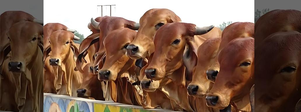 Shocking Incident in Punjab’s Phagwara: Over 20 Cows Dead, 28 Severely Ill in Suspected Poisoning