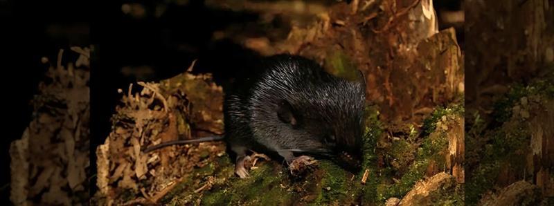 Amazon’s Hidden Treasures – 27 New Species Discovered