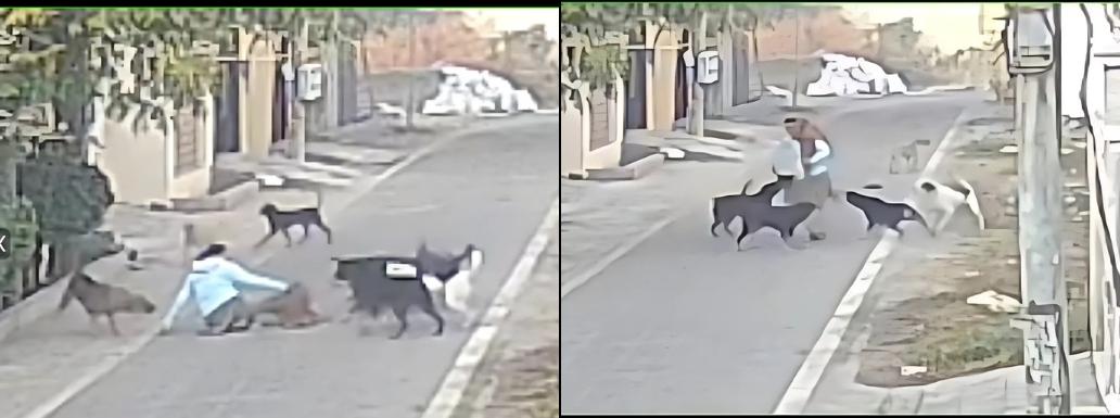 Gruesome Dog Attack Leaves 65-Year-Old Woman Severely Injured in Jalandhar