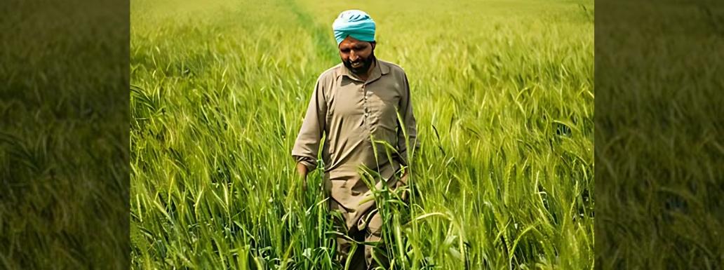 Punjab’s Economic Challenges: Exploring the GDP Decline Since Green Revolution