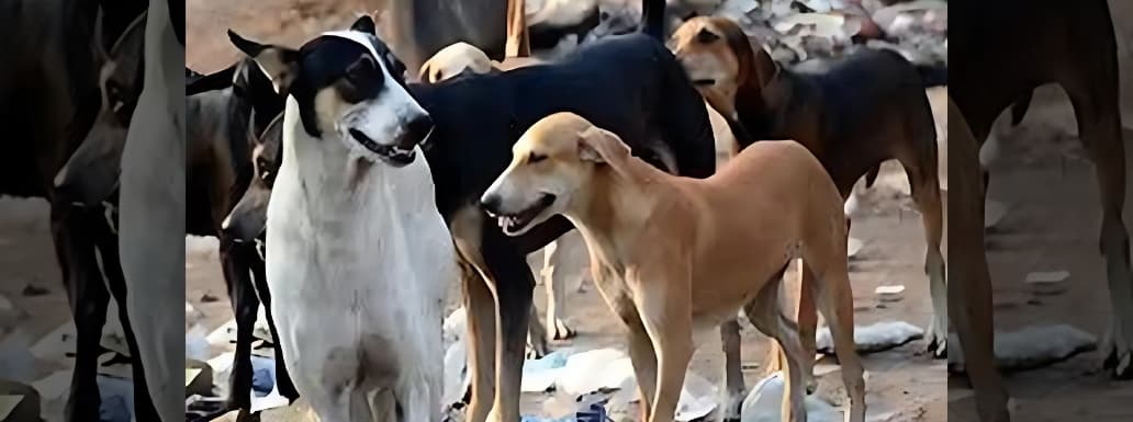 Punjab Child Rights Body Orders Stray Dog Census Amid Rising Dog-Bite Cases