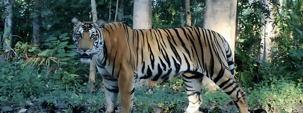 Tiger Numbers Bouncing Back in Thailand’s Deep Wild West