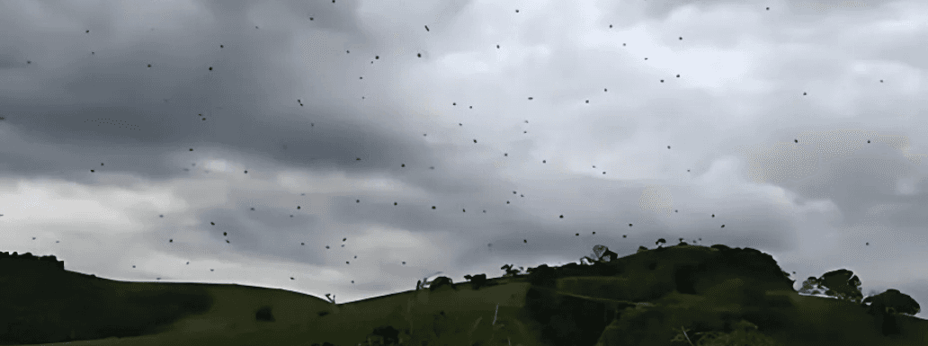 Spiders “Rained” in Brazil!