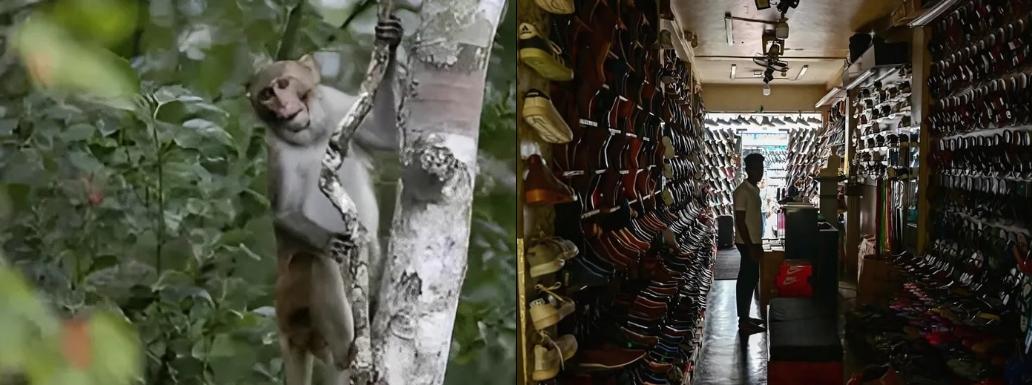 Monkey Mayhem: Sri Lanka Plunged into Darkness by Rogue Primate