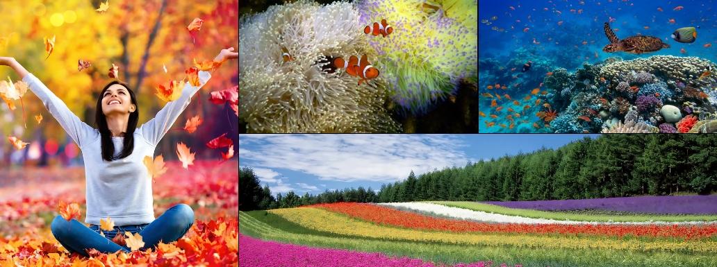Exploring the Evolution of Color: From Vision to Vibrancy in Nature