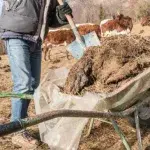 Cow-Manure is being Turned into Valuable Hydrogen in Japan