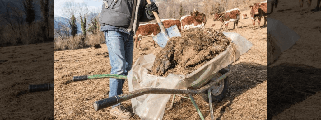 Cow-Manure is being Turned into Valuable Hydrogen in Japan