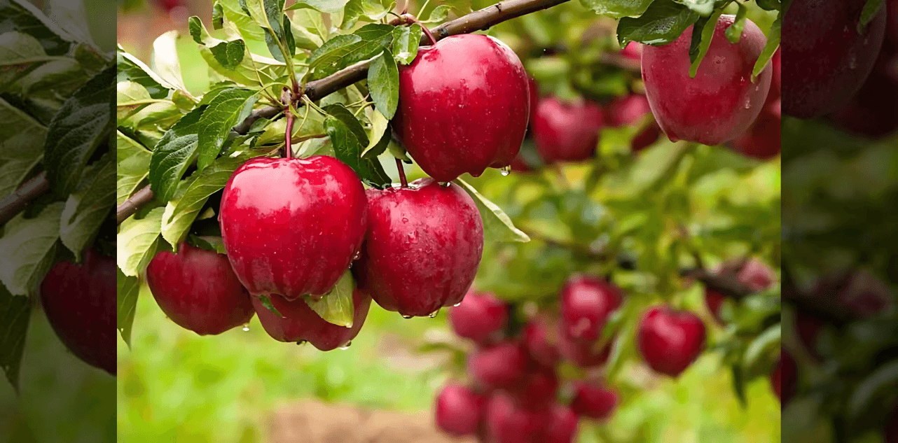 Apples in Thar: Rajasthan Farmers Cultivate the Loved Fruit of Himalayas